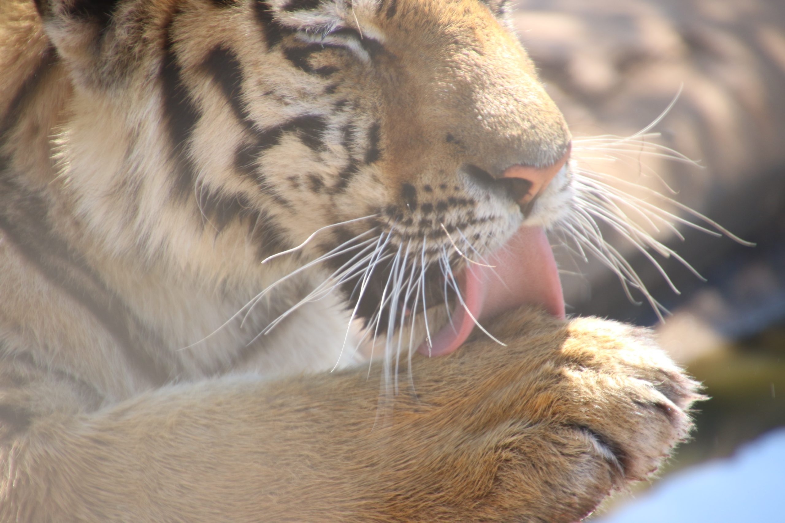 tiger-licking-on-its-paw-815928